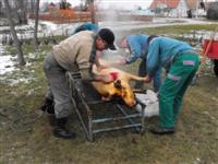 Hagyom�nyteremt� diszn�tor 2014.
