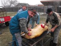 Hagyom�nyteremt� diszn�tor 2014.