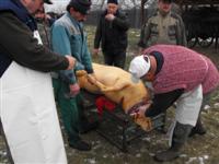 Hagyom�nyteremt� diszn�tor 2014.