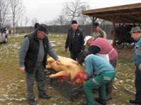 Hagyom�nyteremt� diszn�tor 2014.