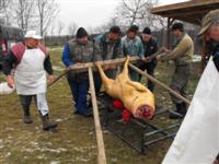 Hagyom�nyteremt� diszn�tor 2014.
