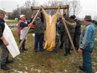 Hagyom�nyteremt� diszn�tor 2014.