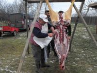 Hagyom�nyteremt� diszn�tor 2014.
