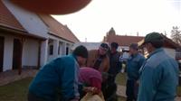 Hagyom�nyteremt� diszn�tor 2015.