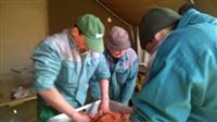 Hagyom�nyteremt� diszn�tor 2015.