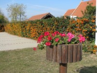 Bakonysz�csi k�pek