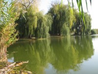 Bakonysz�csi k�pek