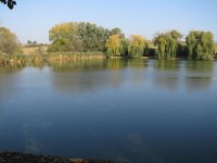 Bakonysz�csi k�pek