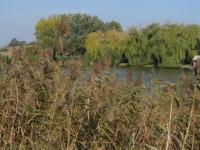 Bakonysz�csi k�pek