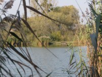 Bakonysz�csi k�pek