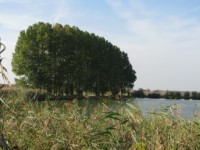 Bakonysz�csi k�pek