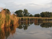 Bakonysz�csi k�pek
